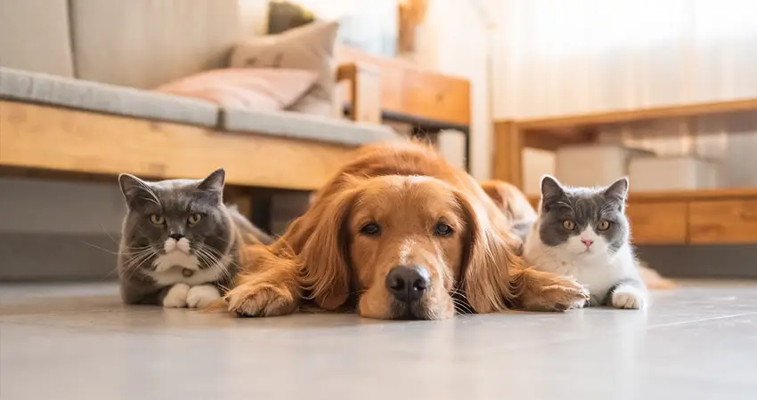 HOA Pets