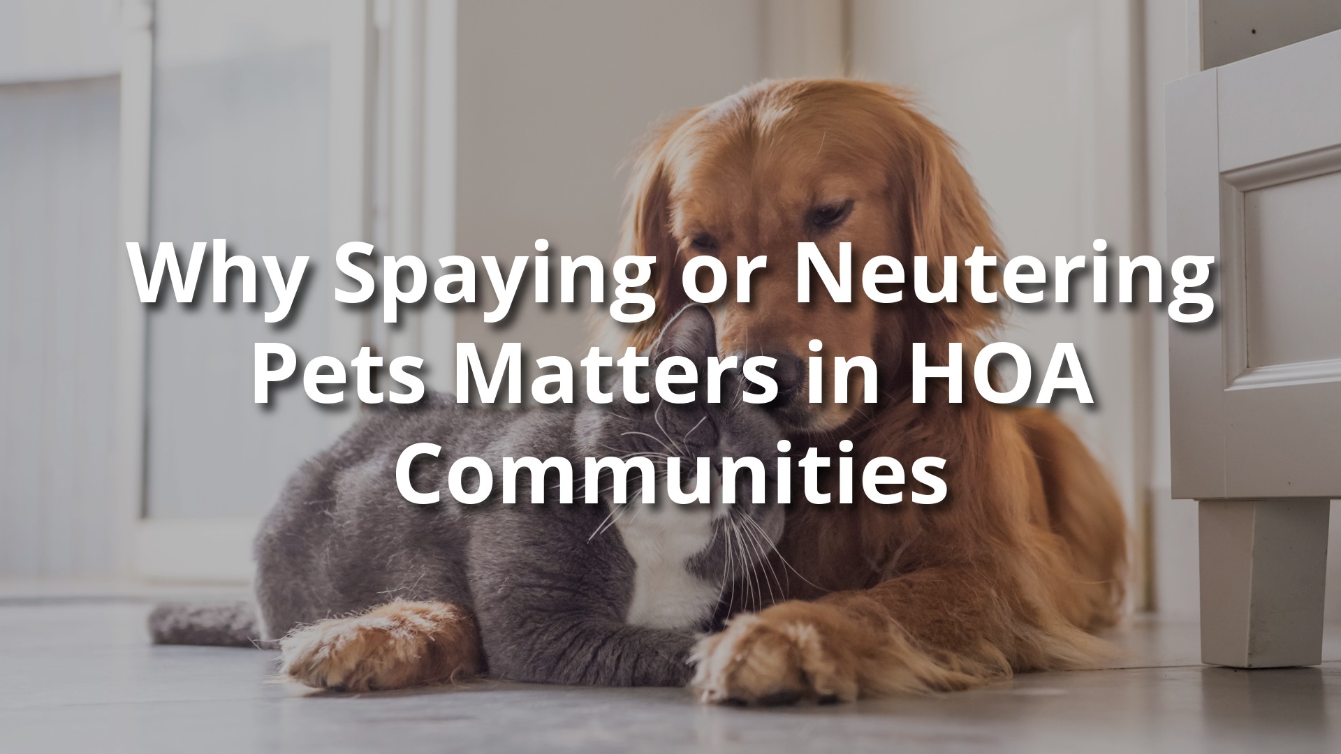 Golden retriever and gray cat lying together indoors, symbolizing responsible pet care in HOA communities.