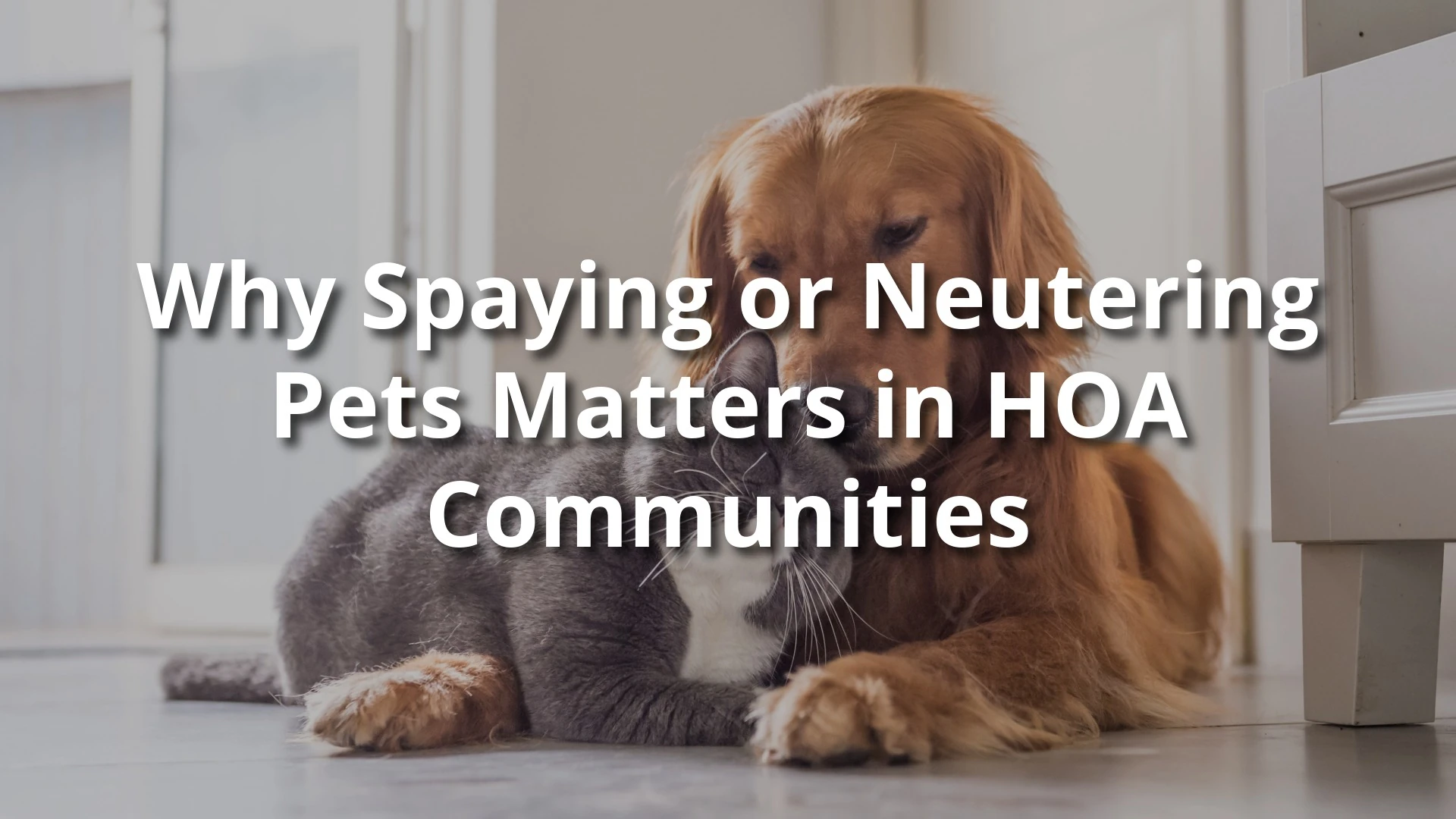 Why Spaying or Neutering Pets Matters in HOA Communities 