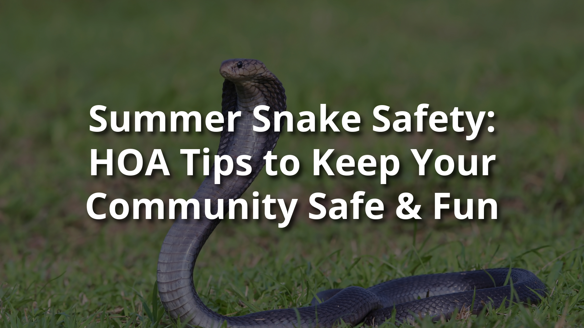 Summer Snake Safety: HOA Tips to Keep Your Community Safe and Fun